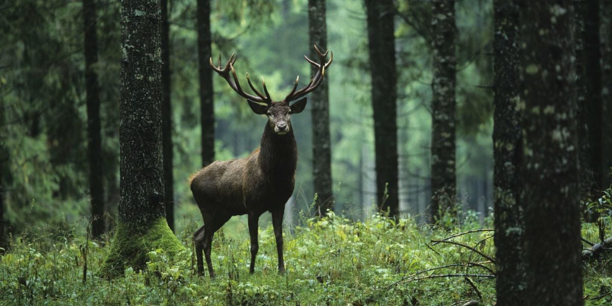 Animales del bosque