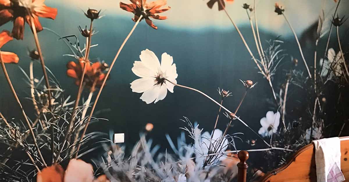 Empapelado con campos de flores