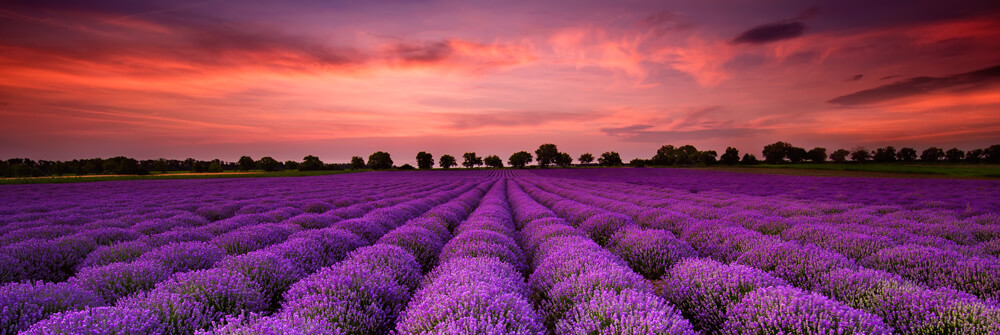 Empapelado con campos de flores Empapelado con campos de flores