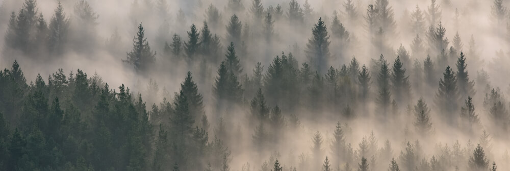 Papel Pintado de bosques - Papel Pintado fotográfico con un bosque Papel Pintado de bosques - Papel Pintado fotográfico con un bosque
