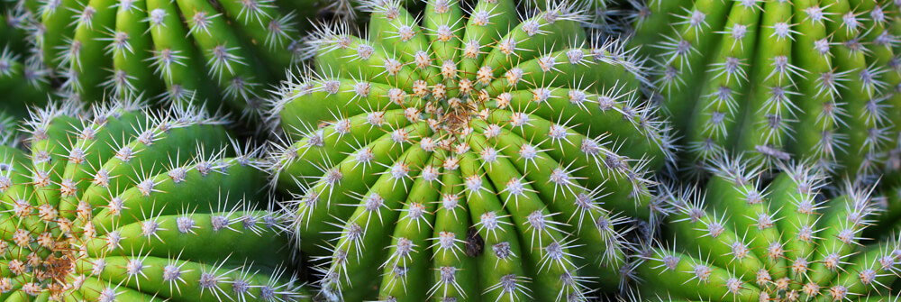 Empapelado con cactus Empapelado con cactus