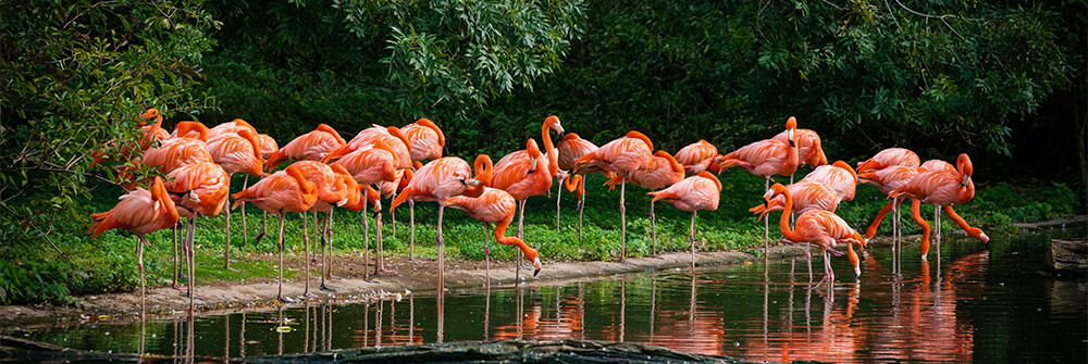 Flamencos en papel pintado Flamencos en papel pintado