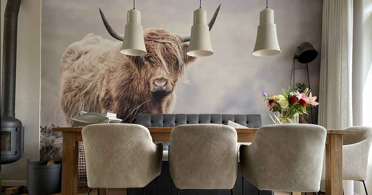 Papel pintado fotográfico de vacas escocesas