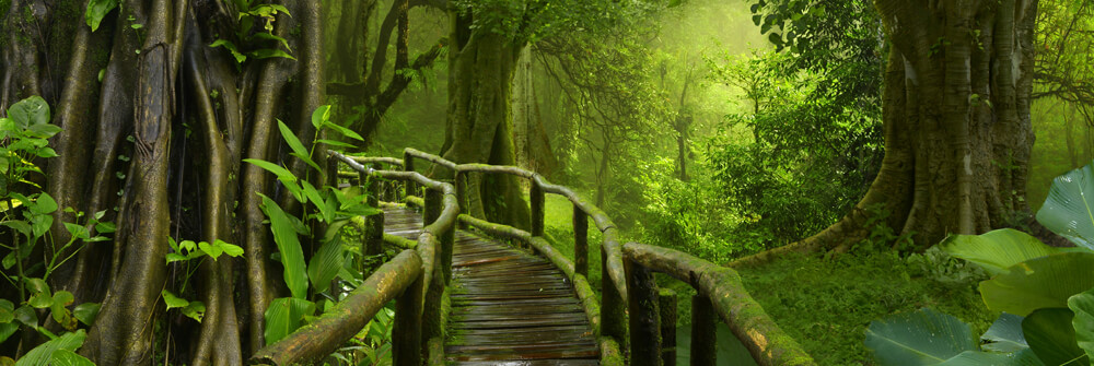 Papel pintado de la selva Papel pintado de la selva