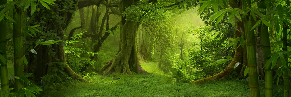Papel pintado de bosque Papel pintado de bosque