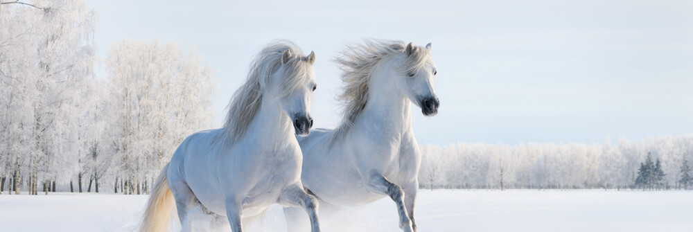 Papel pintado con caballos Papel pintado con caballos