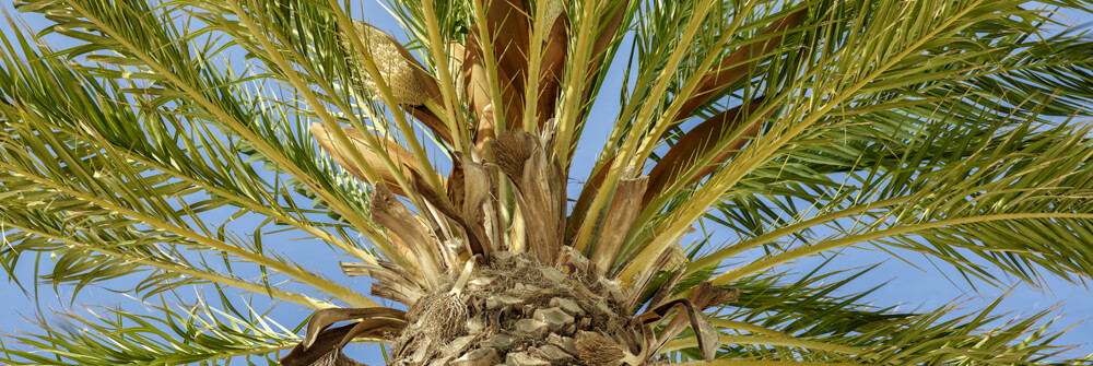 Papel pintado fotográfico con palmeras