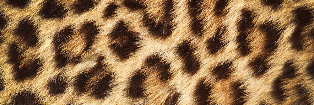 Empapelado de pantera Empapelado de pantera