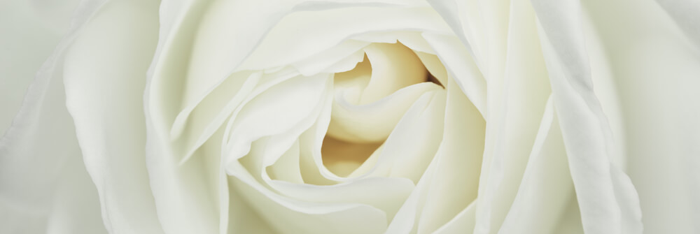 Papel pintado con rosas Papel pintado con rosas