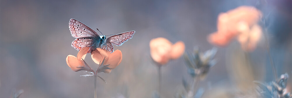 Papel pintado con mariposas e insectos Papel pintado con mariposas e insectos