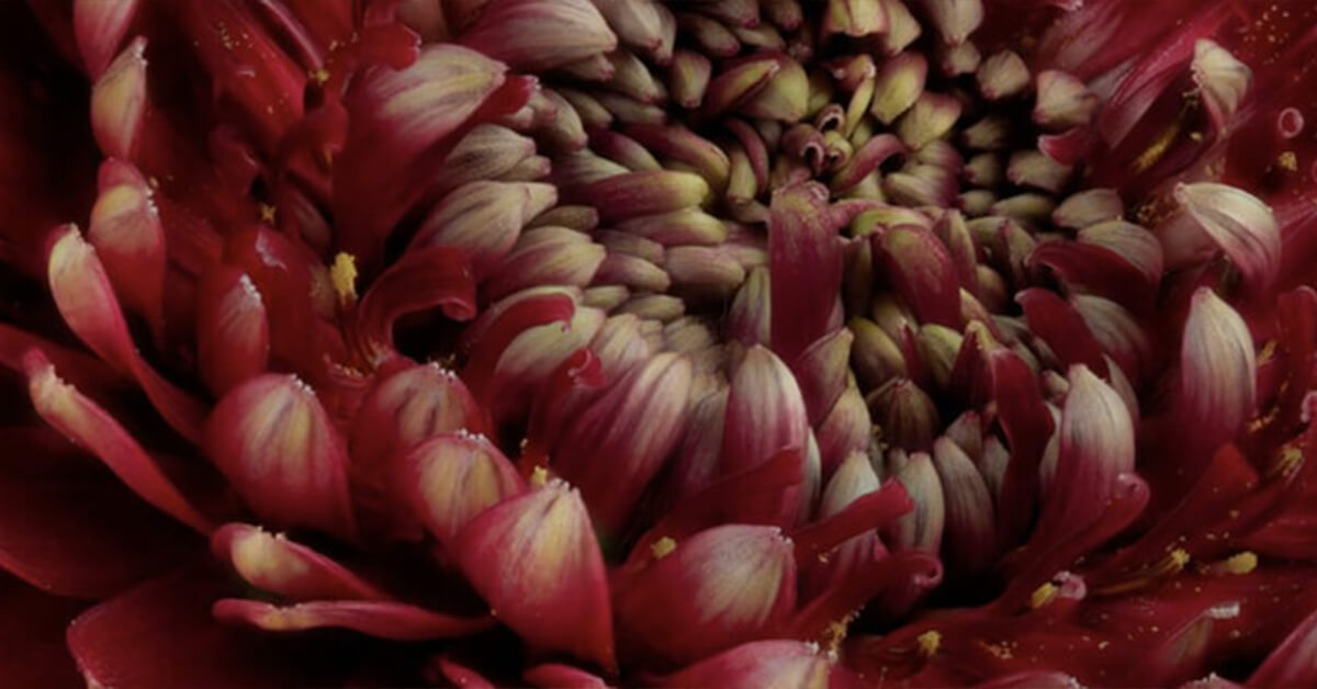 Wallexclusive Premium Flores