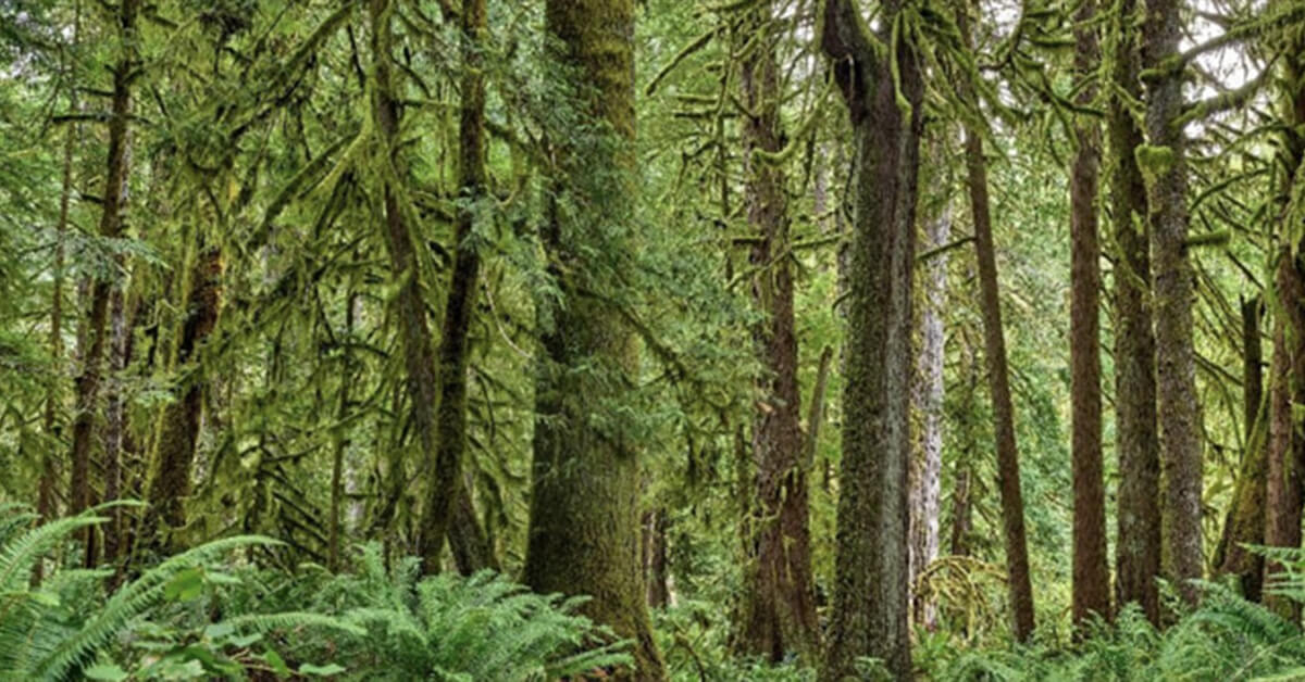 Wallexclusive Premium Bosques