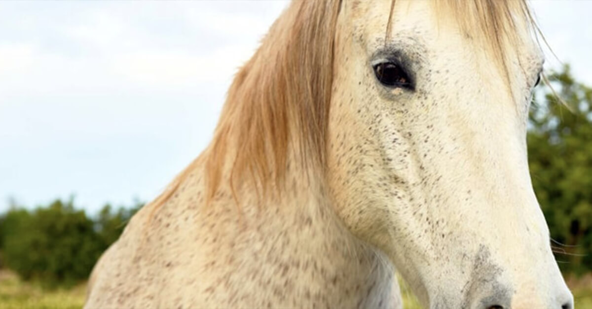 Wallexclusive Premium Animales