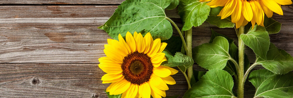 Papel pintado con girasoles Papel pintado con girasoles