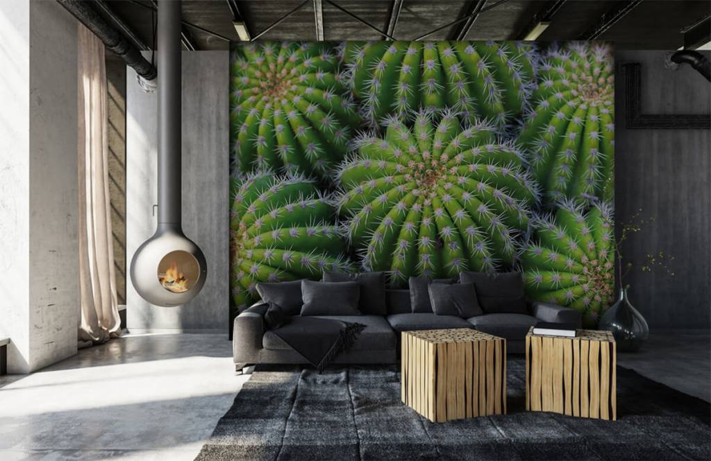 Cactus - Papel pintado con Cactus - Habitación de adolescentes 6