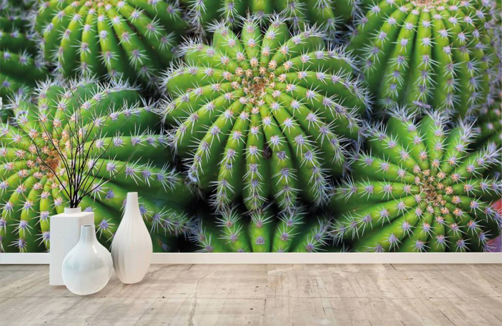 Cactus - Papel pintado con Cactus - Habitación de adolescentes 8