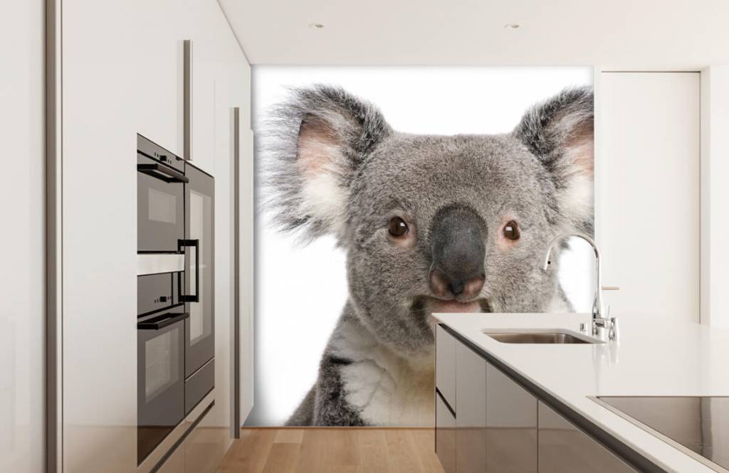 Otros - Papel pintado con Foto de un koala - Habitación de los niños 3