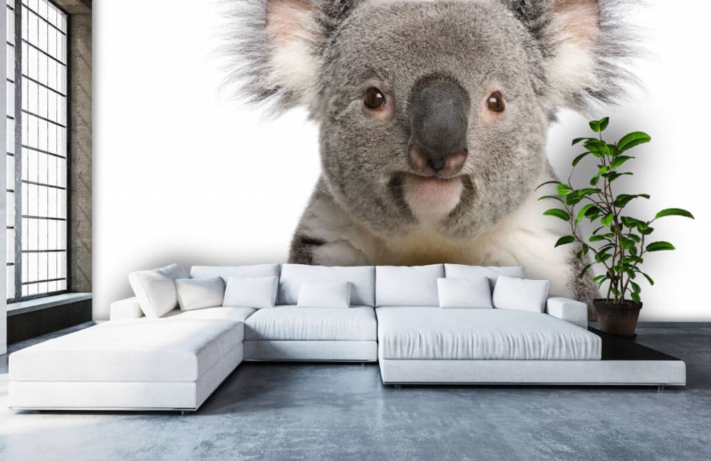 Otros - Papel pintado con Foto de un koala - Habitación de los niños 5