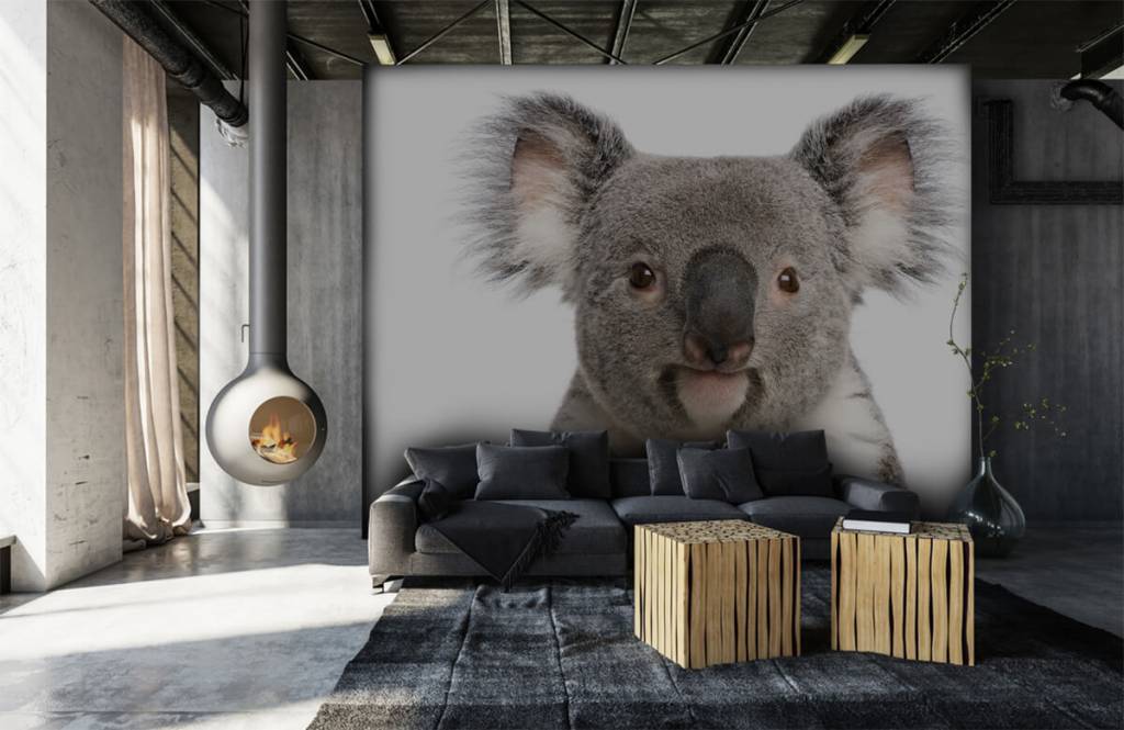 Otros - Papel pintado con Foto de un koala - Habitación de los niños 6