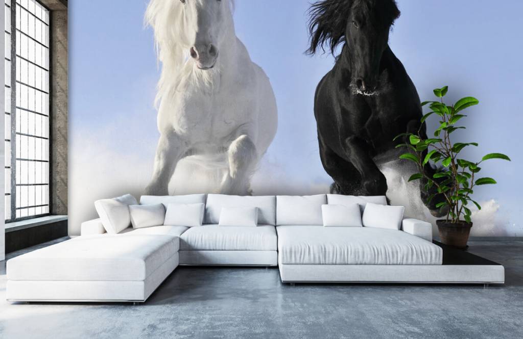 Caballos - Papel pintado con Blanco y un caballo negro - Habitación de adolescentes 6