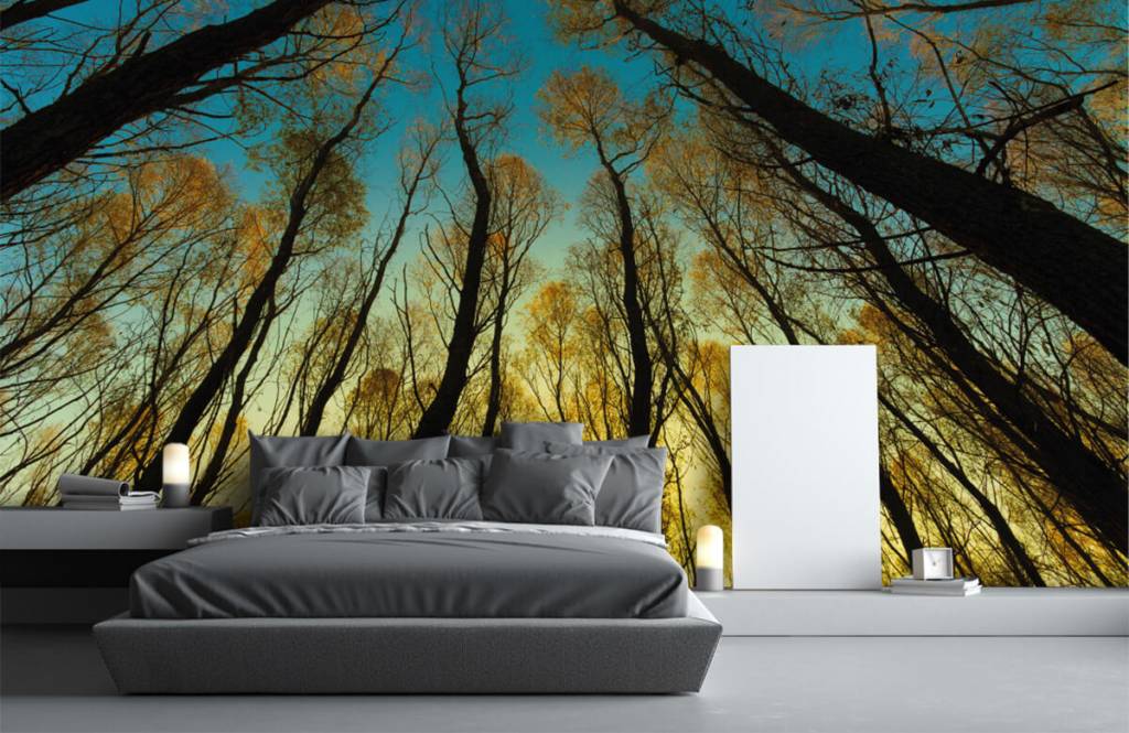 Bosque - Papel pintado con Amanecer entre altos árboles - Habitación 1