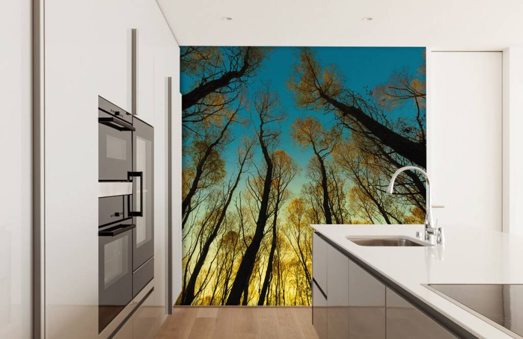 Bosque - Papel pintado con Amanecer entre altos árboles - Habitación 3