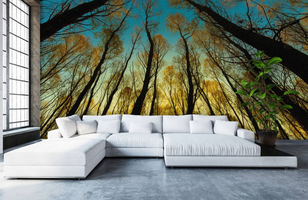 Bosque - Papel pintado con Amanecer entre altos árboles - Habitación 5