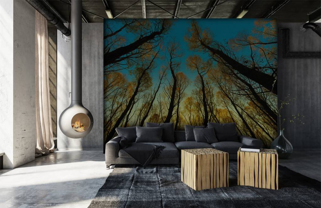 Bosque - Papel pintado con Amanecer entre altos árboles - Habitación 6