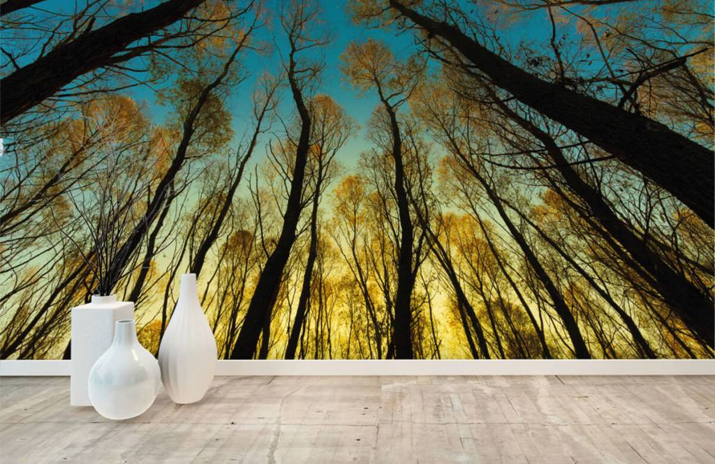 Bosque - Papel pintado con Amanecer entre altos árboles - Habitación 8
