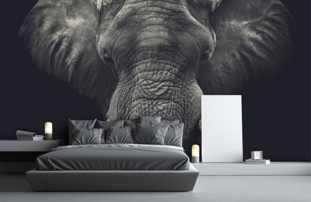 Elefantes - Papel pintado con Primer plano de un elefante - Habitación 1