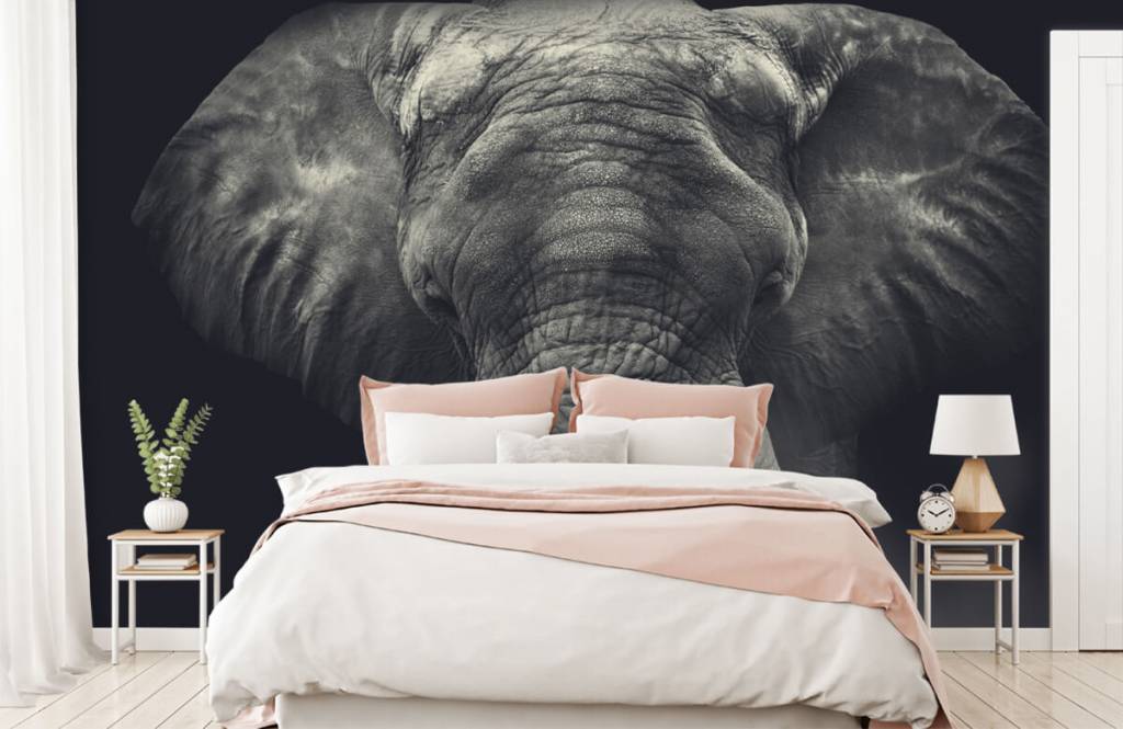 Elefantes - Papel pintado con Primer plano de un elefante - Habitación 2