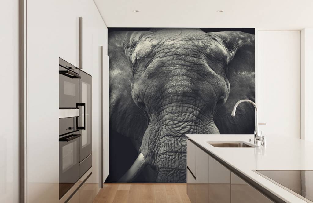 Elefantes - Papel pintado con Primer plano de un elefante - Habitación 3
