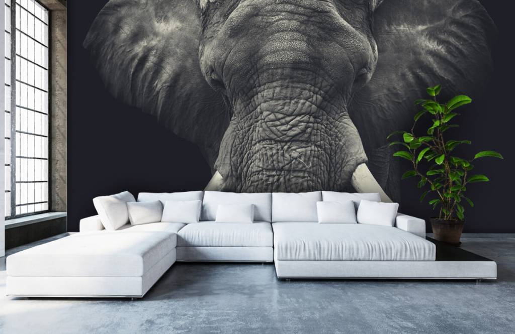 Elefantes - Papel pintado con Primer plano de un elefante - Habitación 5