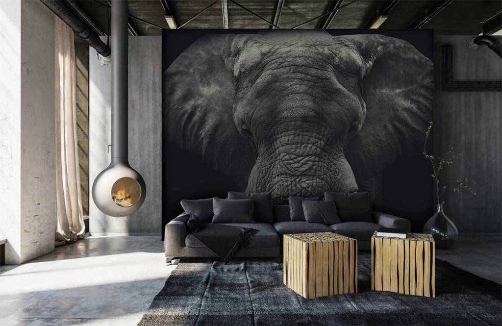 Elefantes - Papel pintado con Primer plano de un elefante - Habitación 6