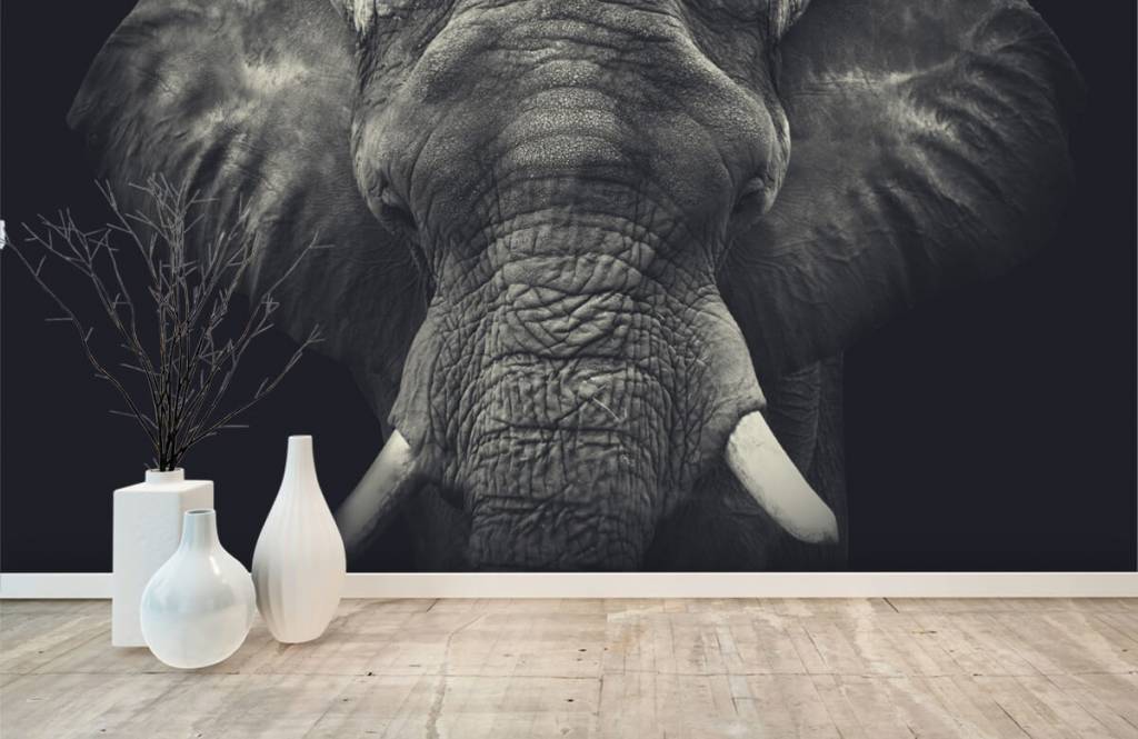 Elefantes - Papel pintado con Primer plano de un elefante - Habitación 8