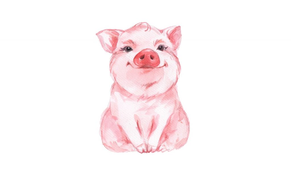 Lindo cerdito