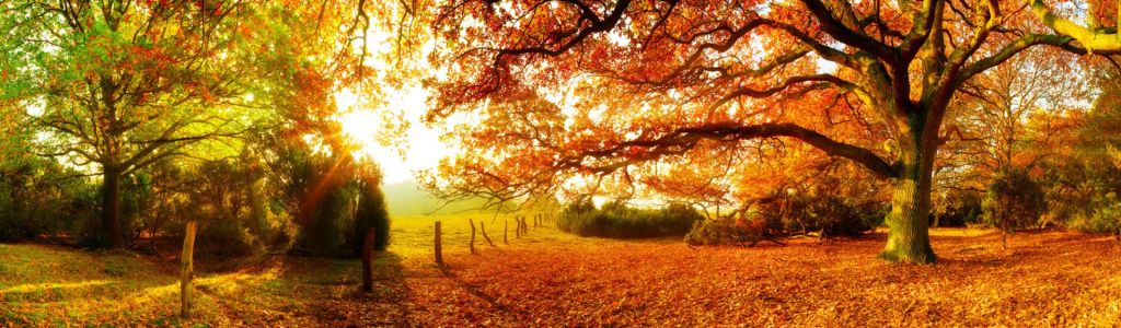 Paisaje otoñal con bosque y pradera