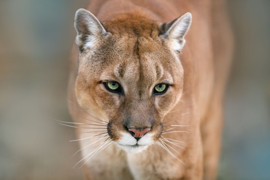 Primer plano del puma