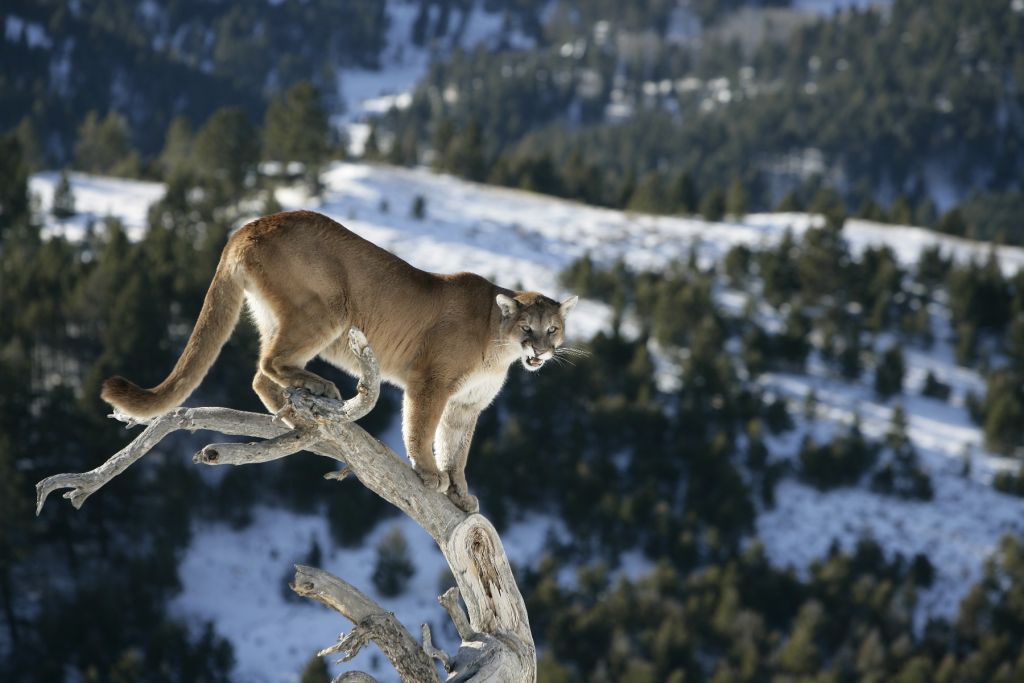 León de montaña en un árbol muerto