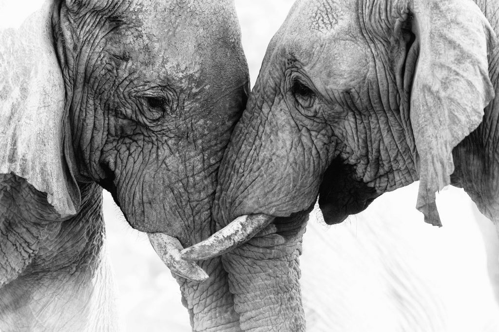 empapelado fotográfico elefantes