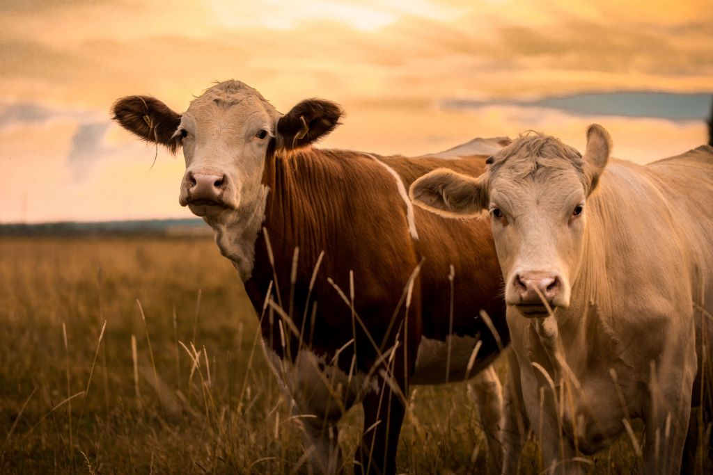 Vacas al sol de la tarde