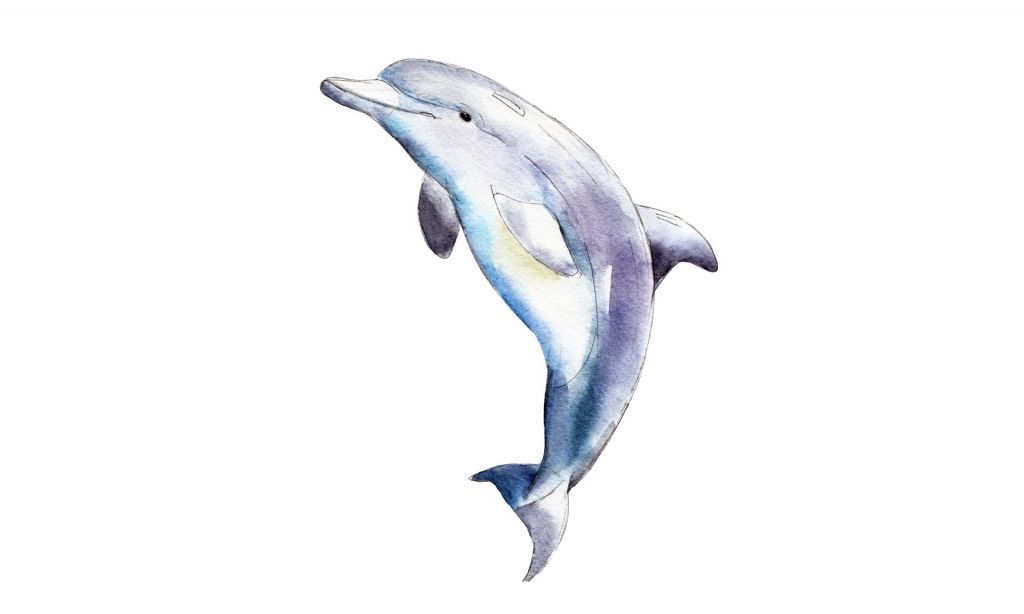 Firmado delfín