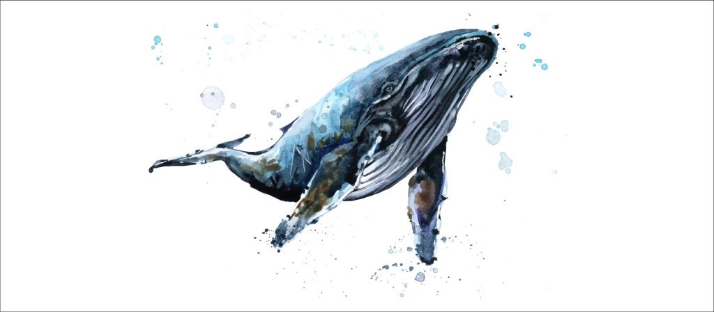 Ballena jorobada de acuarela