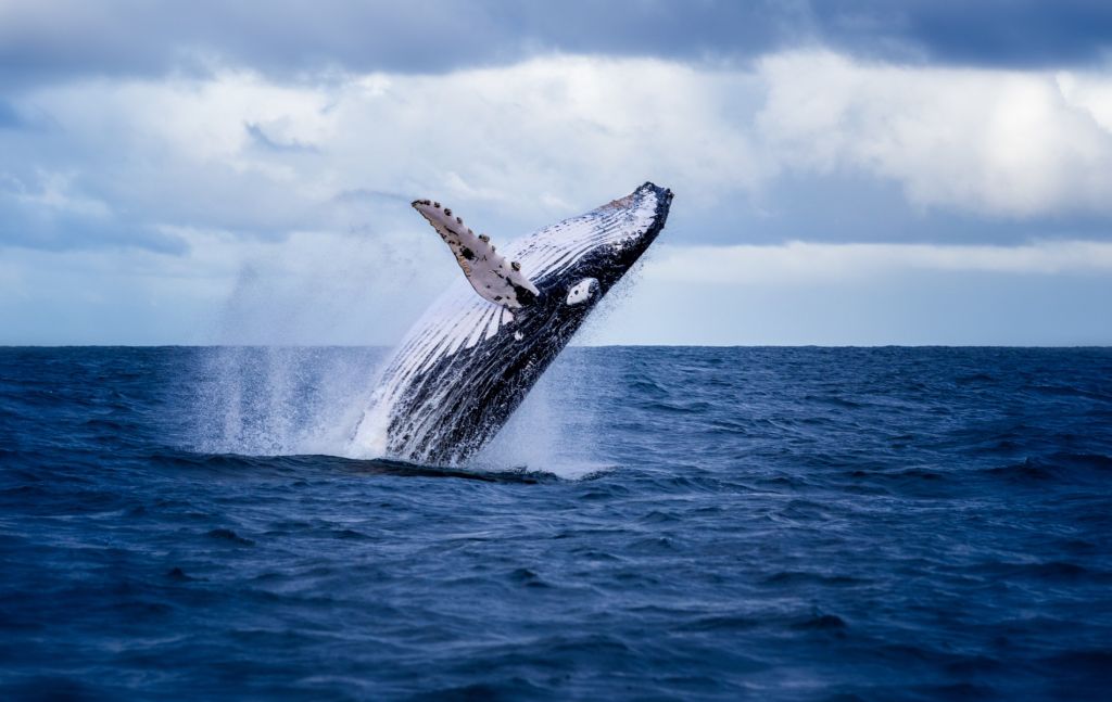 Ballena saltarina