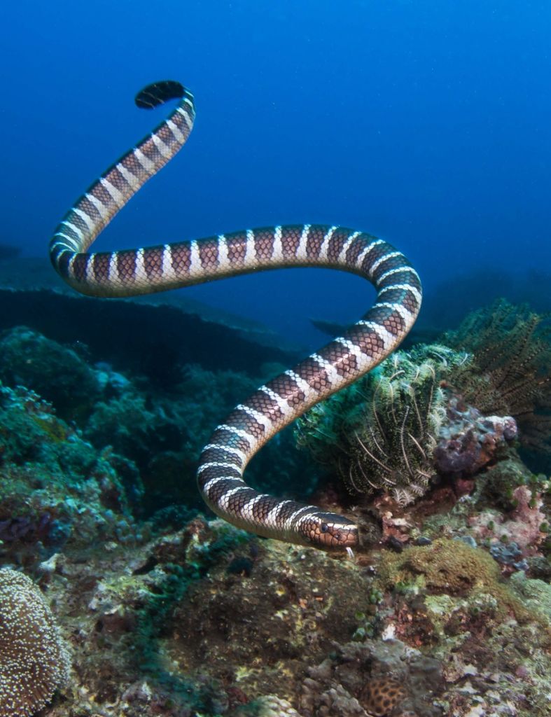 Serpiente de mar rayada