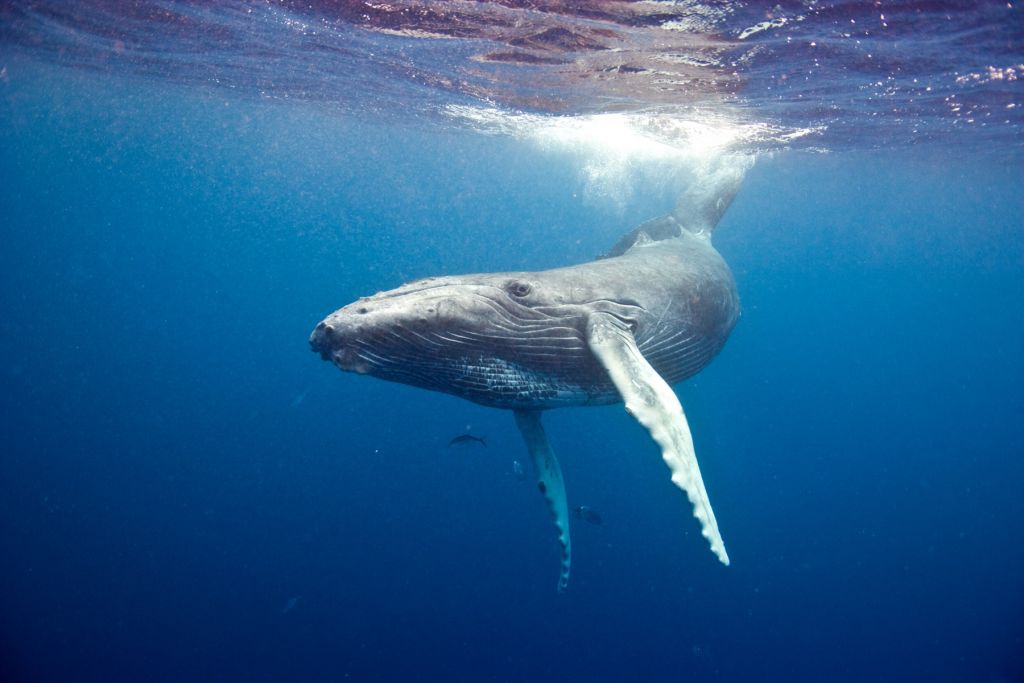 Ballena jorobada