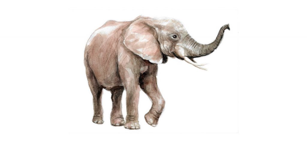 Elefante en acuarela