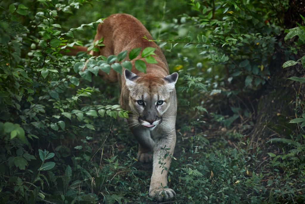 León de montaña rastrero