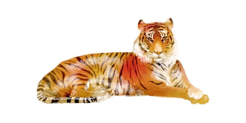 Tigre en reposo