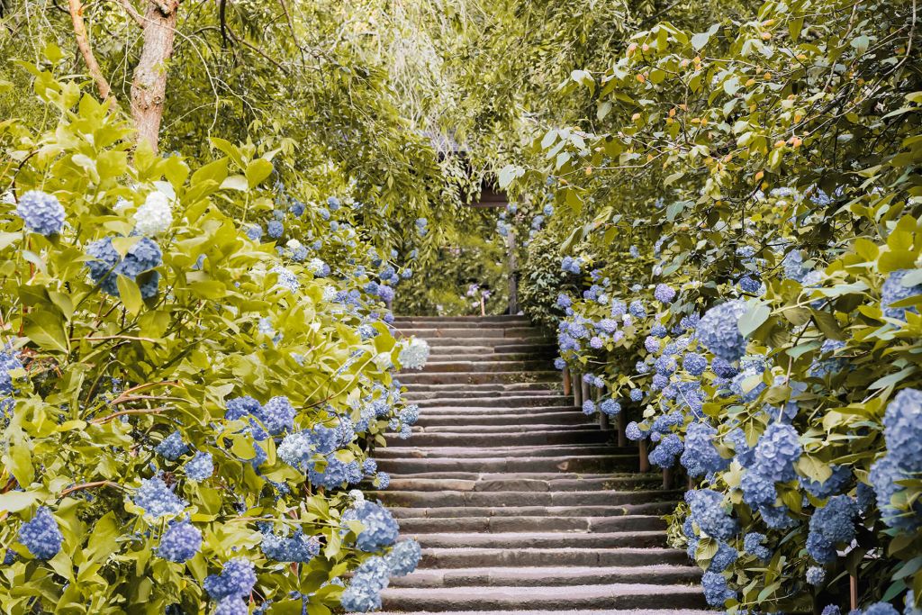 Flores azules en un parque